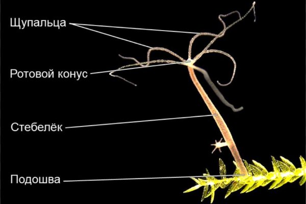 Как зарегистрироваться в кракен в россии